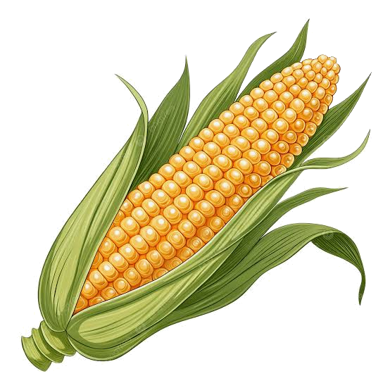 Panole